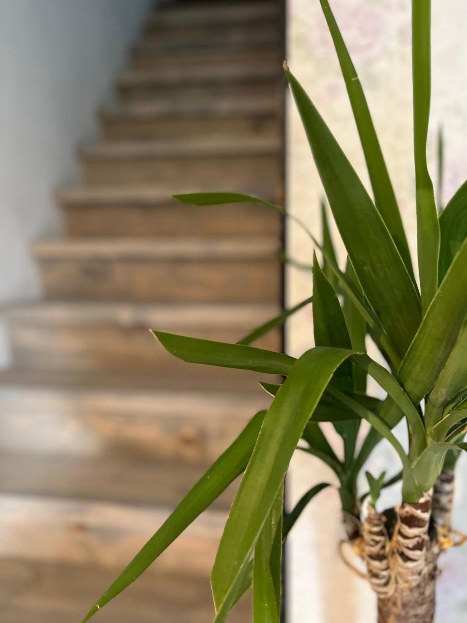 קובאריד Hisa Megiclinic - Apartments & Healing Center מראה חיצוני תמונה